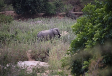 Elefantes en su hábitat en Mozambique