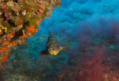 Especie habitante de un arrecife de la reserva marina.