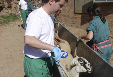 Técnico utilizando el lector del dispositivo implantado en un ejemplar de ganado ovino