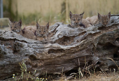 Iberian Lynx puppies resulting from the conservation program. 