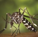 Control y seguimiento del mosquito tigre en Europa
