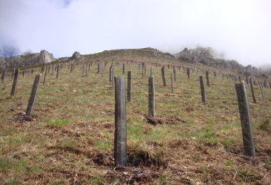Recuperación forestal en Cuesta de San Ginés en los Picos de Europa