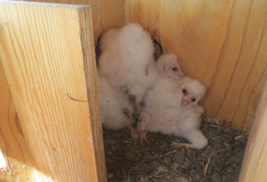 crias de lechuza en caja nido