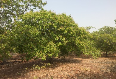 proyecto de apoyo al anacardo en Mali