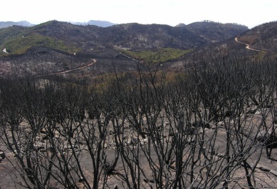 Parque Nacional de Garajonay tras el incendio de 2012