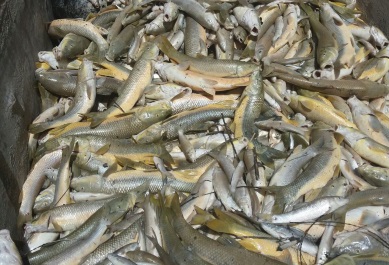 Peces muertos en el río Guadalquivir