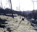 Arrancan los trabajos de recuperación del suelo quemado en los montes gallegos