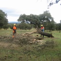 A punto de terminar los tratamientos silvícolas para la prevención de incendios forestales en El Pardo