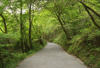 Masa forestal Galicia