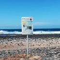 Nuevas medidas para proteger la lapa majorera en Fuerteventura