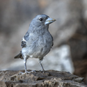 ​Conferencia Internacional sobre Conservación de aves insulares amenazadas
