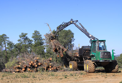 Tractor levantando troncos de pino