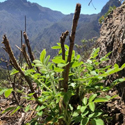 Descubren nuevas poblaciones de especies vegetales en La Palma
