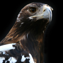 El águila imperial ibérica dobla su número de ejemplares en Portugal en solo siete años