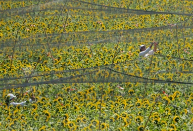 Plantación de girasoles donde estan haciendo tareas agrícolas varias personas
