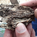 ​Erradicación de la  termita subterránea en Tenerife