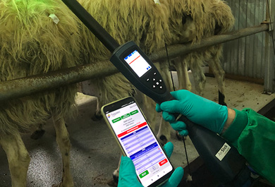 Imagen con tecnología de identificación electrónica y ganado ovino