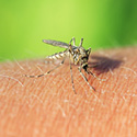Control de mosquitos en los municipios de las Vegas Altas en Badajoz
