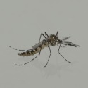 Nueva tecnología para combatir mosquitos transmisores de enfermedades graves