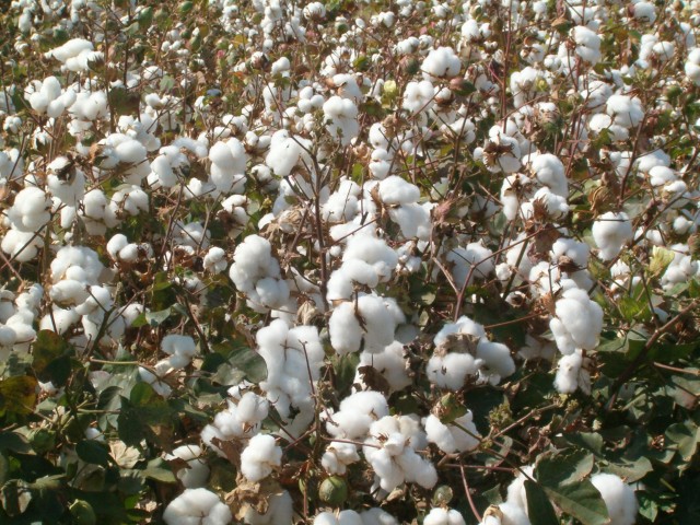 Cultivo algodón