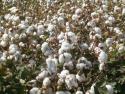 Cultivo algodón