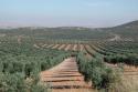 Cultivo de olivares