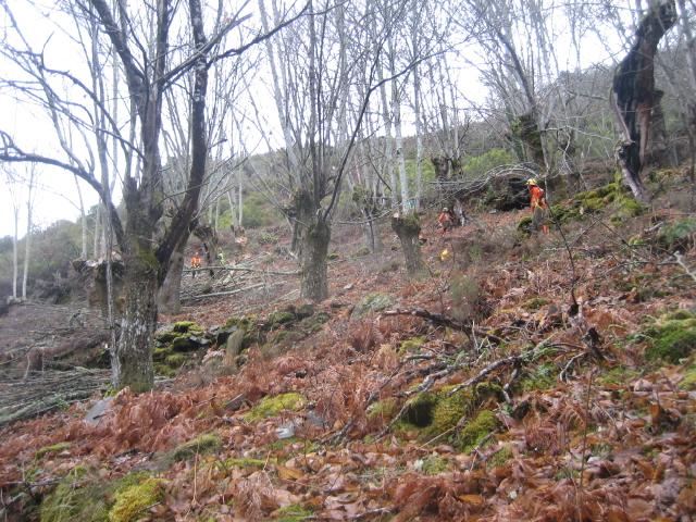 Operarios trabajando en una zona boscosa