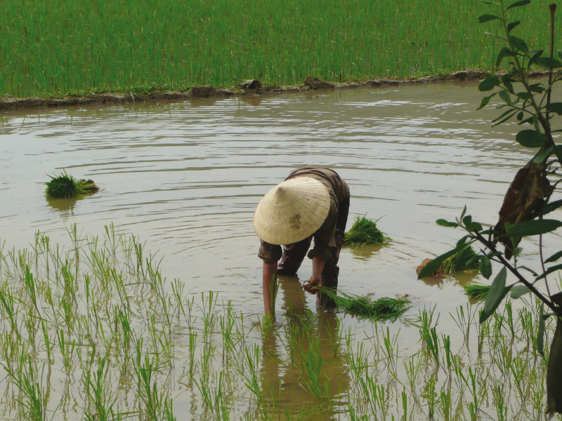 Trabajador en los campos de arroz