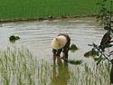 Trabajador en los campos de arroz