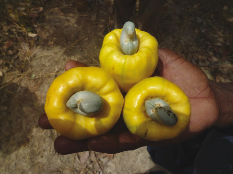 Fruto de donde se obtiene el anacardo