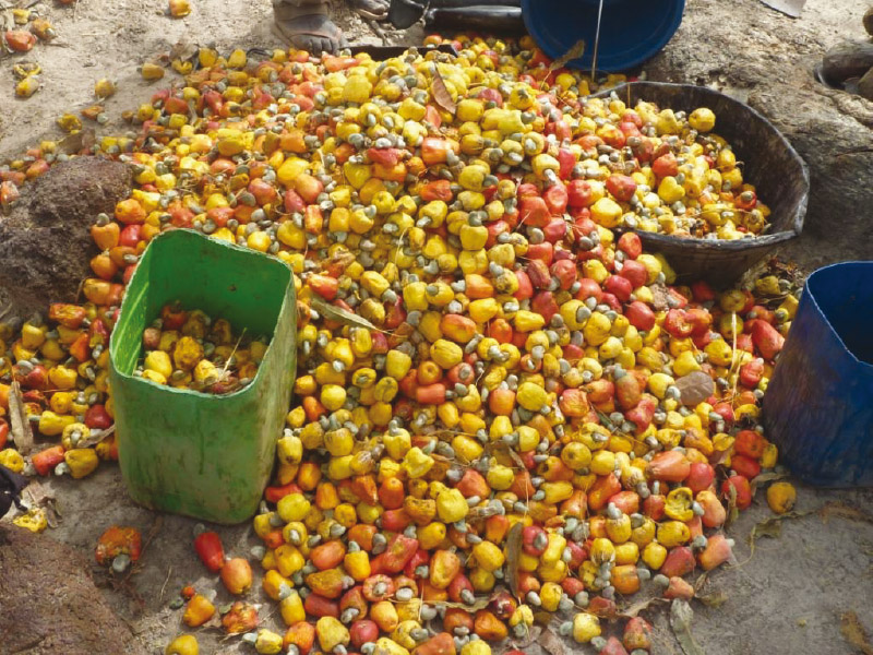 Fruto de donde se obtiene el anacardo