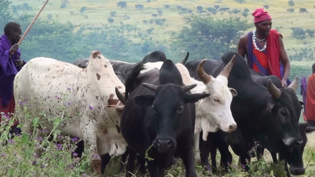 Mercado masái de ganado