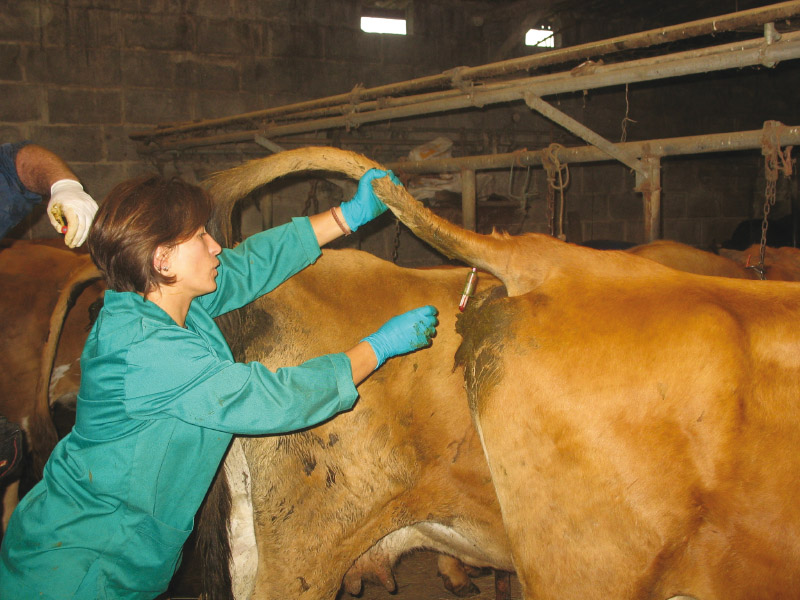 Veterinario vacunando a una vaca