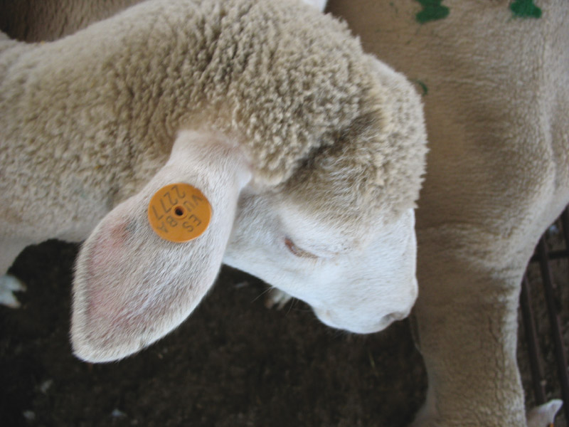 Crotal en la oreja de una oveja