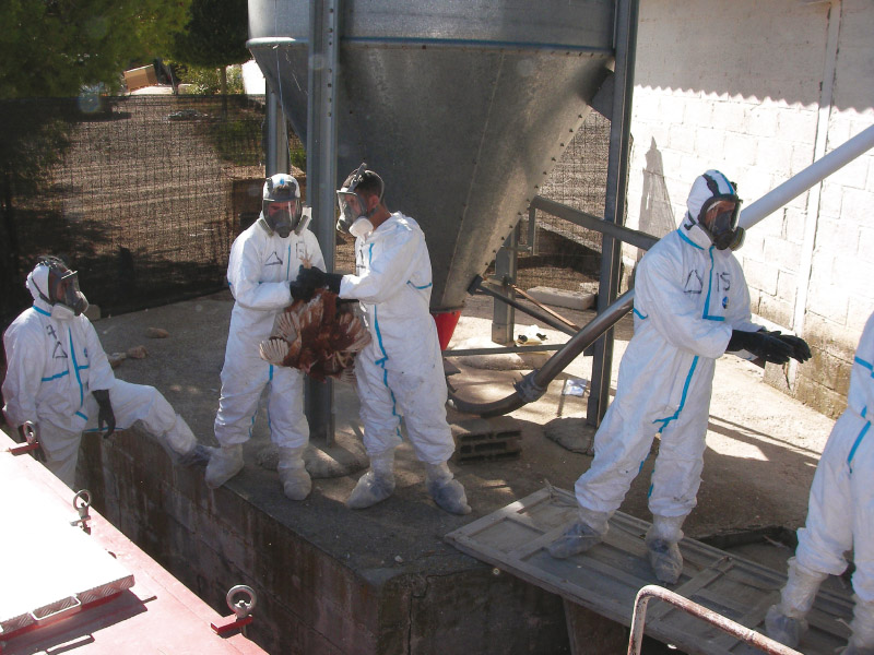 Técnicos transportando gallinas muertas