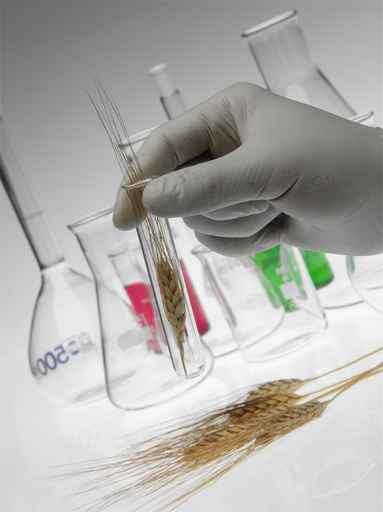 Cereal sample for analysis.