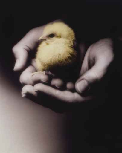 Chick in human hands