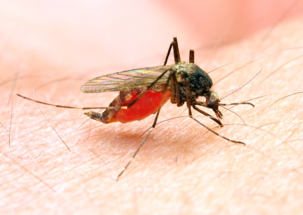 Mosquito biting the skin.