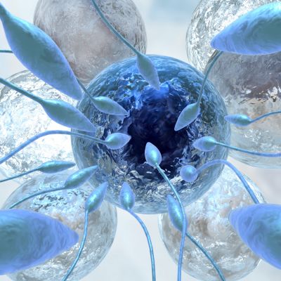 Sperm fertilising an ovule