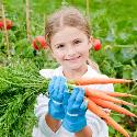 Girl collecting carrots.
