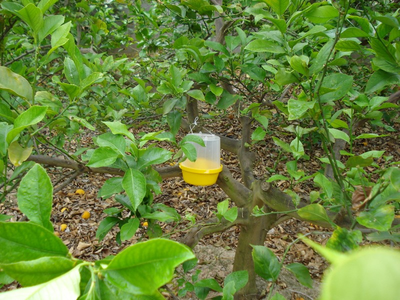 Plant of lemon