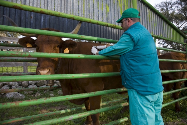 Vet monitoring livestock