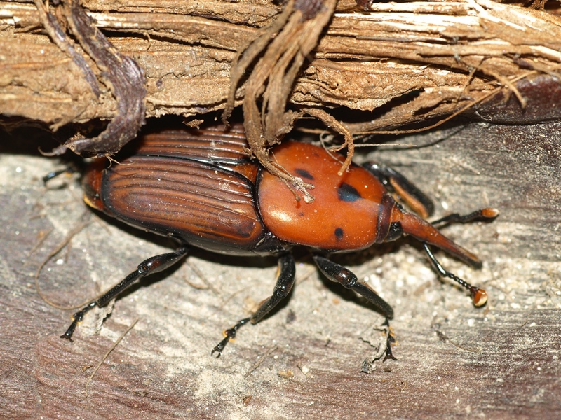 An insect