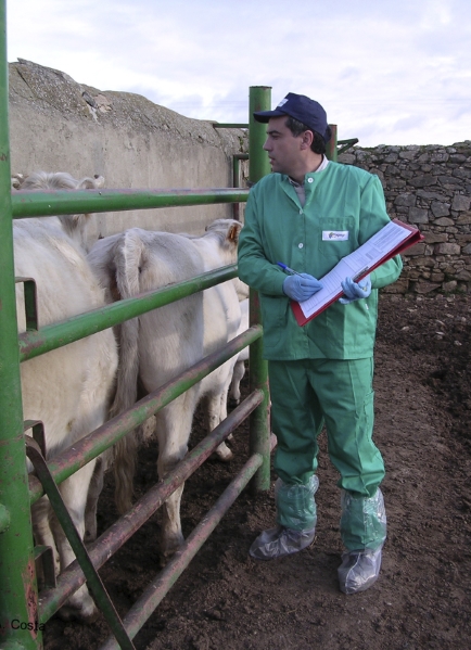 Vet observing the livestock