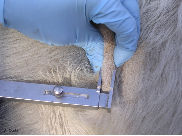 Vet measuring fur