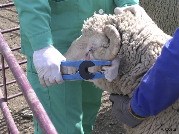 Vet labelling the livestock