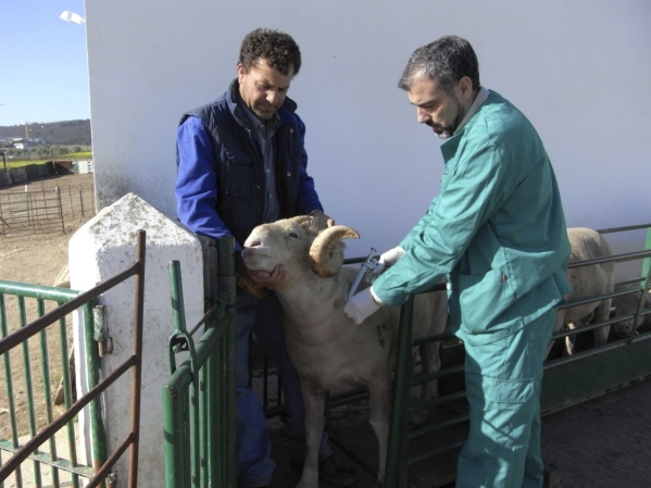 Vet measuring goat's fur