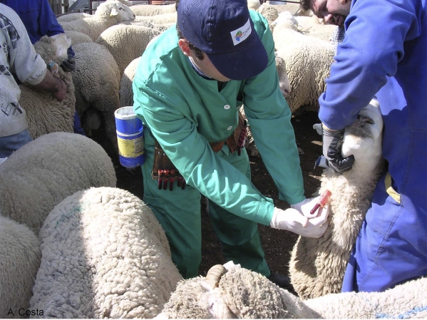 Vet taking blood samples
