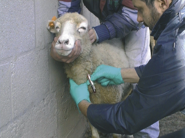 Vets taking blood samples of the sheep.