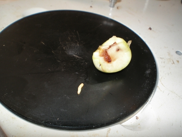 Bug in the fruit
